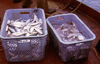 Fish to be bartered for