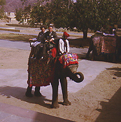 Elephants at Pink City in India