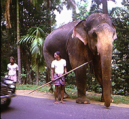 Elephant on drive from Kandy