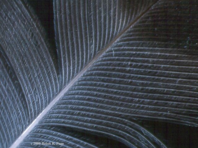 Close up of a bird feather