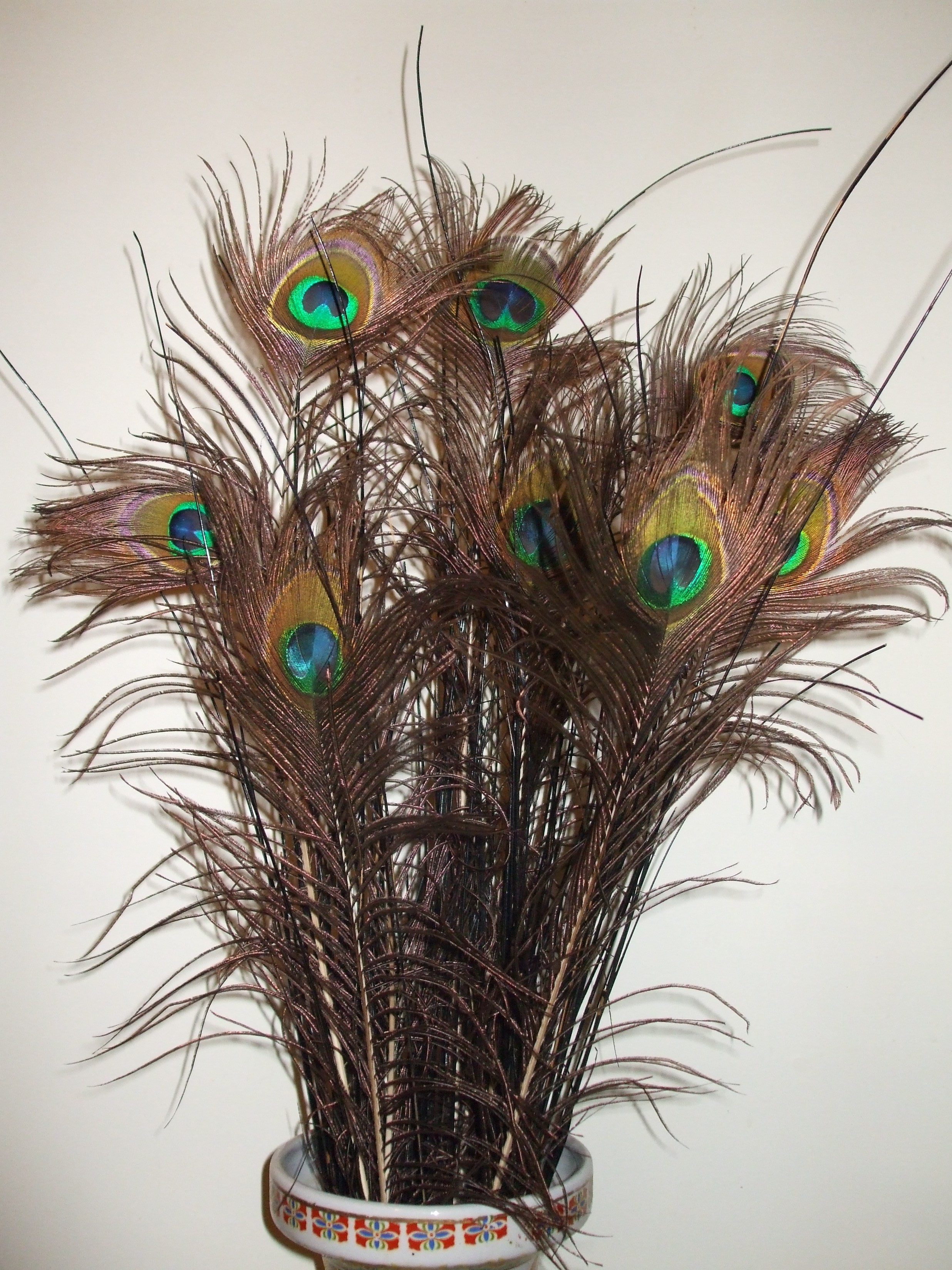 feather13.jpg
