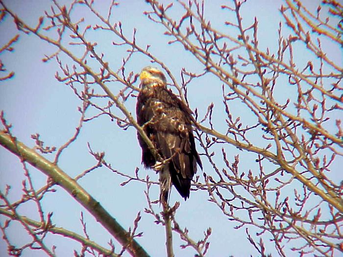 Female Eagle