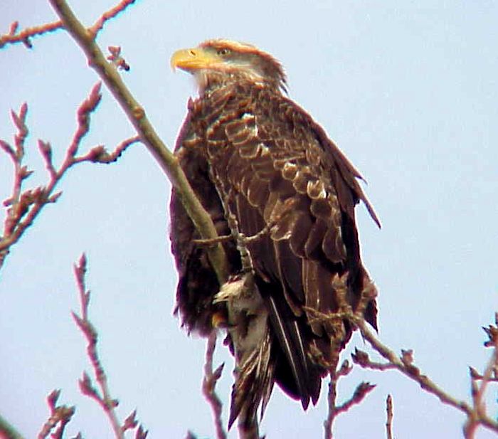 Female Eagle