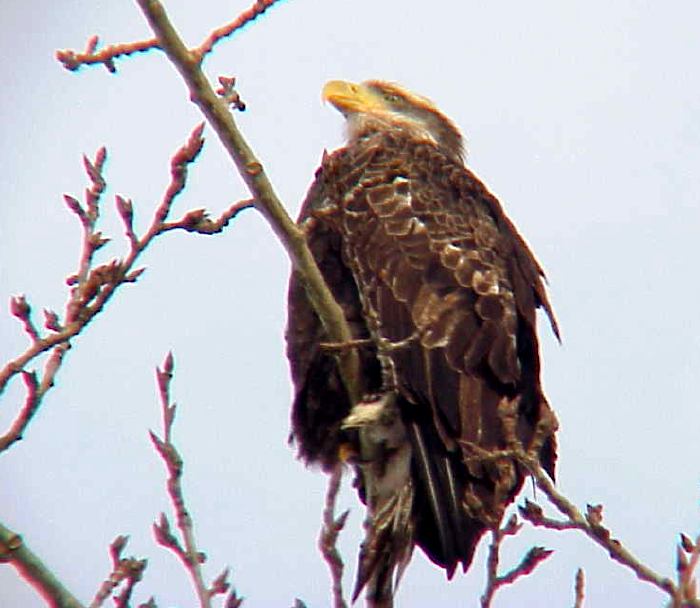 Female Eagle