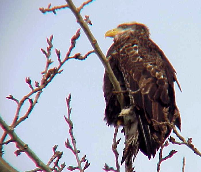 Female Eagle