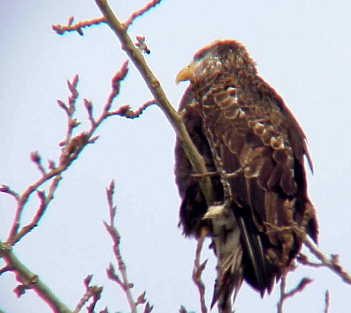 Female Eagle