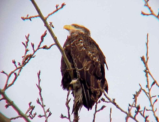 Female Eagle