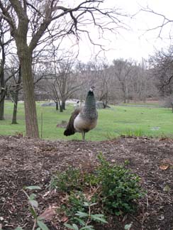 female pheasant