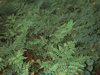 fern005.jpg