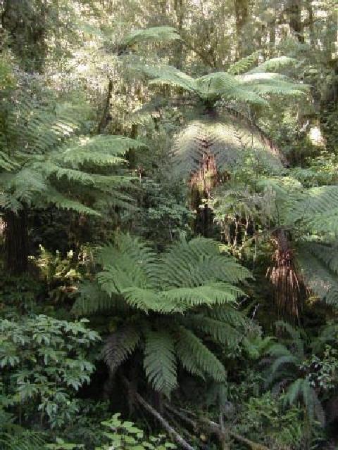 Tree Ferns near Milford Sound