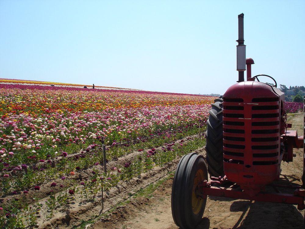 Carlsbad Flower Fields, California