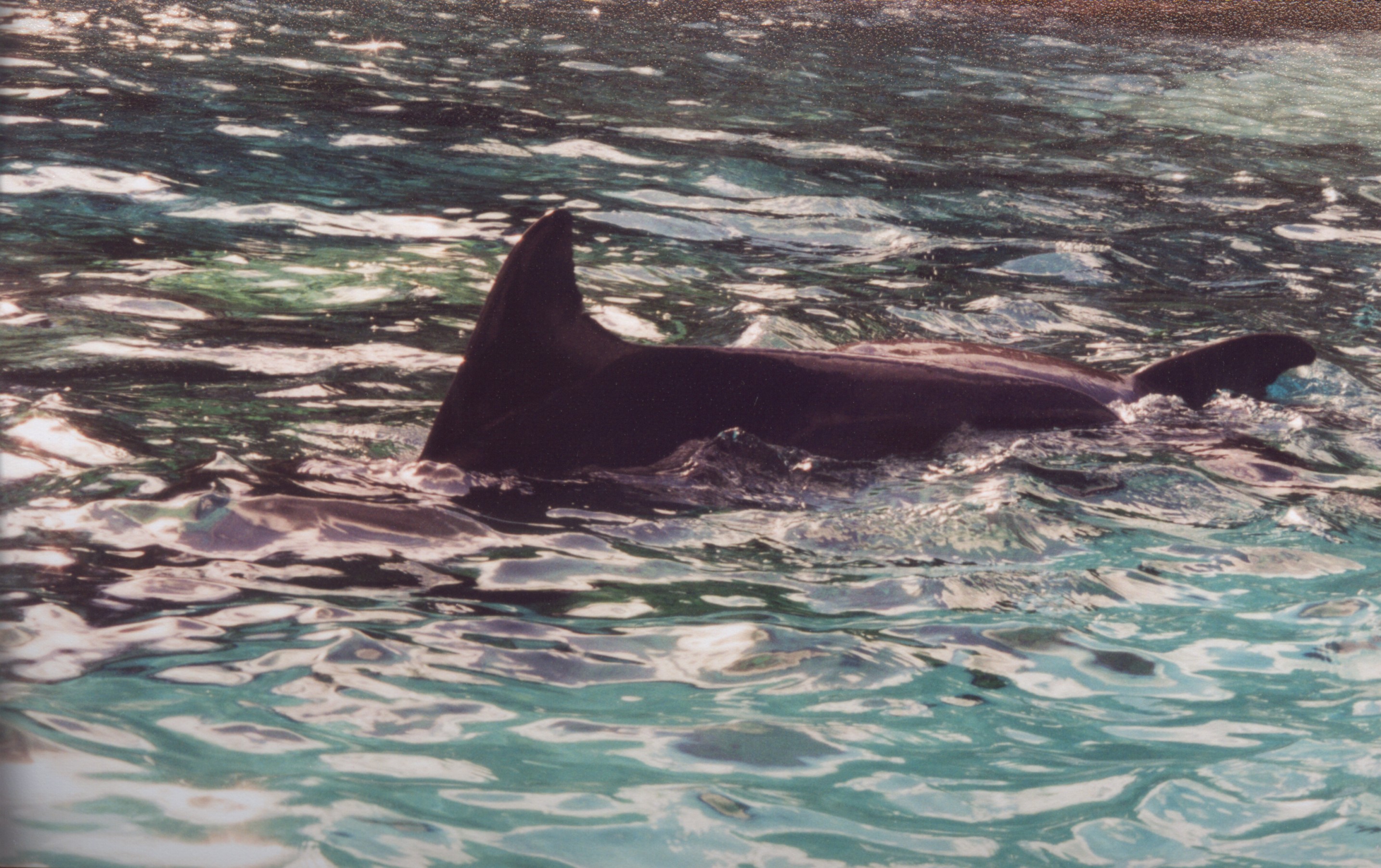 Fin at Sea World