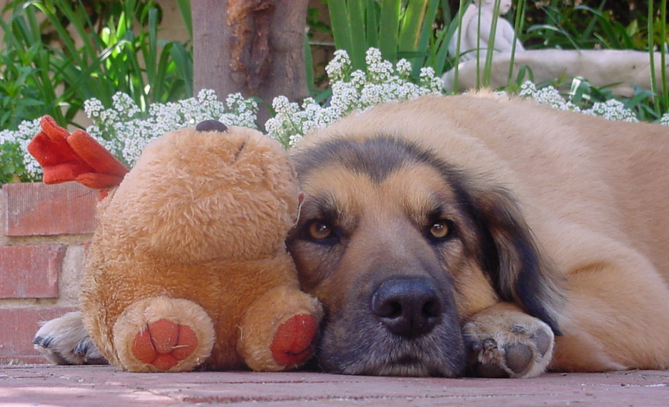 A Toy and His Dog