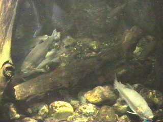 Fish at the Monterey Aquarium Monterey, California