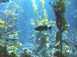 Fish at the Monterey Aquarium Monterey, California