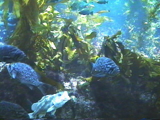 Fish at the Monterey Aquarium Monterey, California