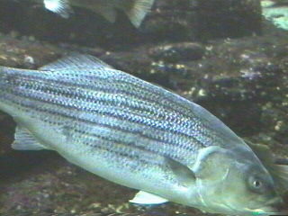 fish013.jpg