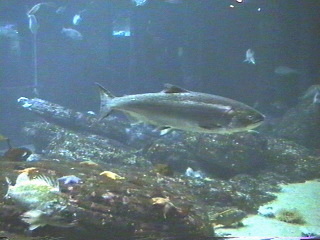 fish014.jpg