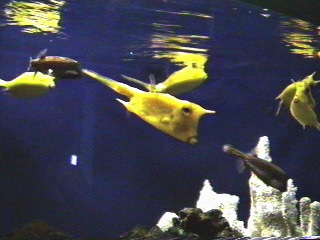 Fish at the Monterey Aquarium Monterey, California