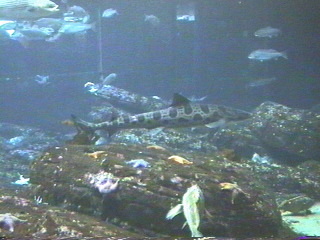 fish016.jpg