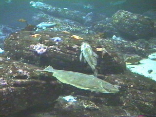 Fish at the Monterey Aquarium Monterey, California