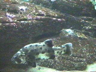 Fish at the Monterey Aquarium Monterey, California