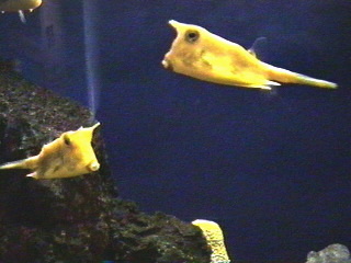 Fish at the Monterey Aquarium Monterey, California