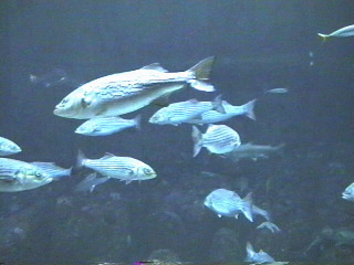 fish022.jpg