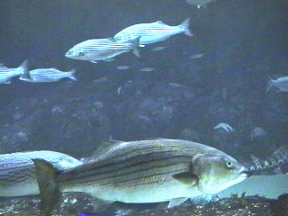 fish023.jpg