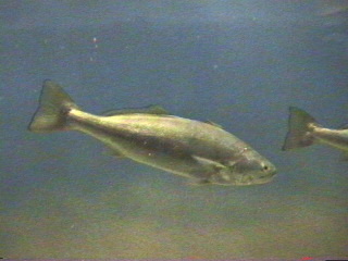 Fish at the Monterey Aquarium Monterey, California