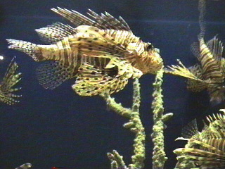 fish030.jpg