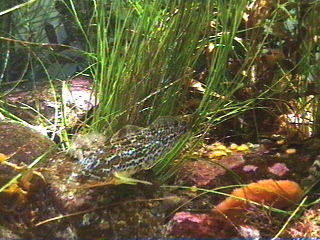 Fish at the Monterey Aquarium Monterey, California