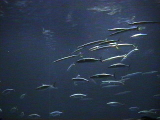 fish034.jpg