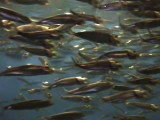 Fish at the Monterey Aquarium Monterey, California