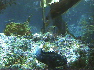 fish036.jpg