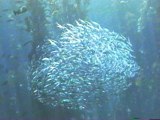 fish037.jpg