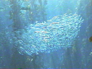 fish039.jpg