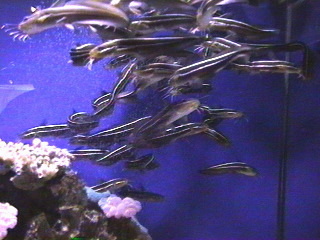 fish040.jpg