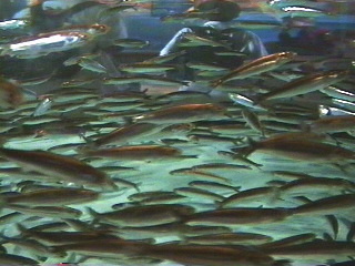 Fish at the Monterey Aquarium Monterey, California