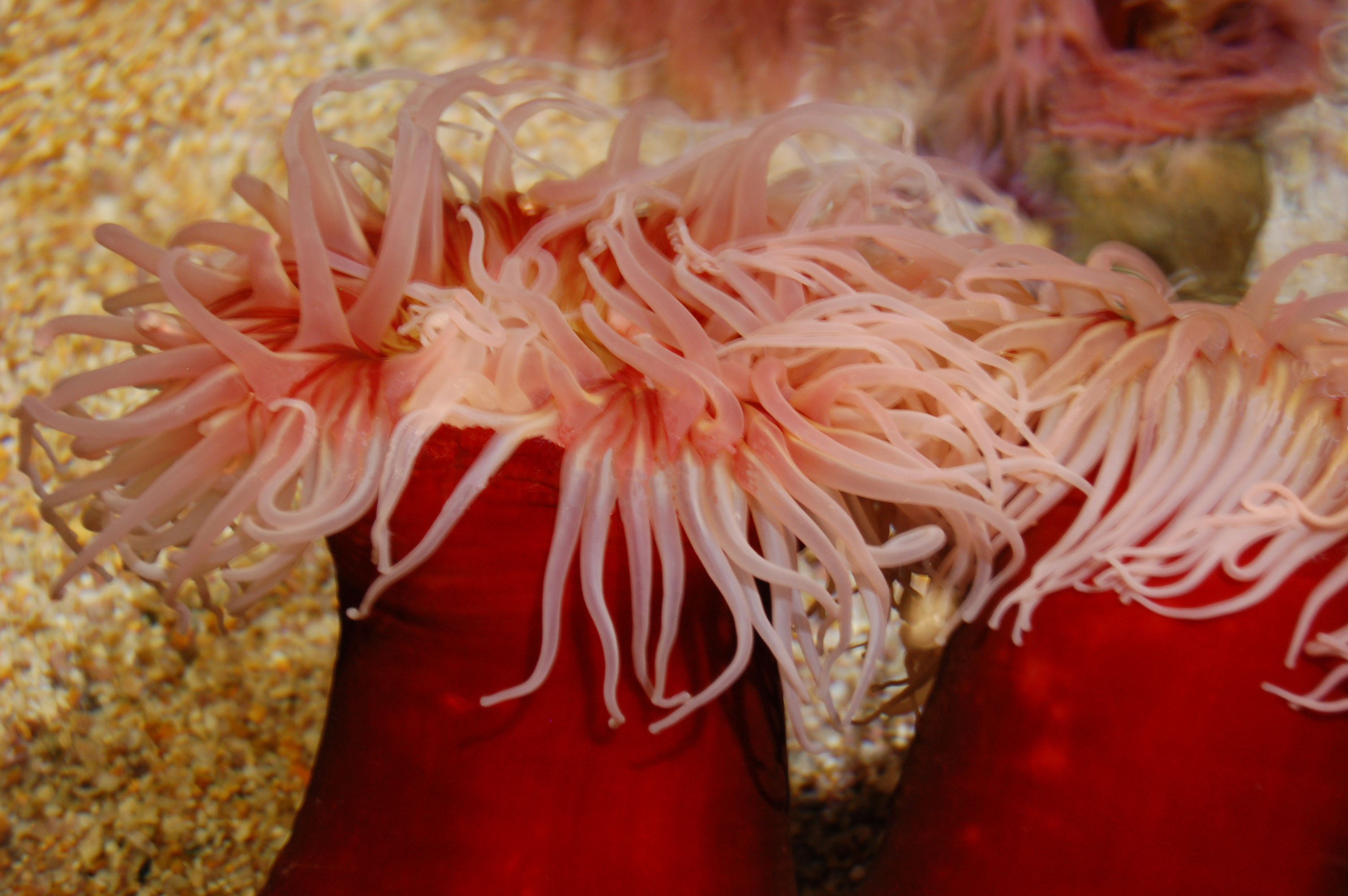 fisheatinganemone.jpg