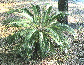 A palm plant in central Florida.