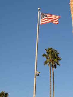 American Flag with seagull