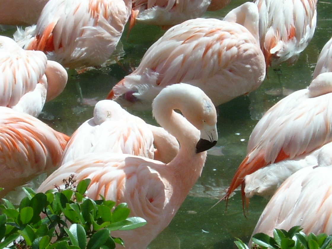 Flamingo at Sea World