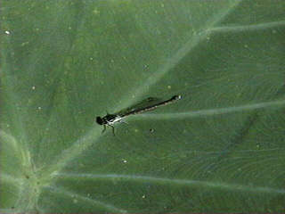 flaqu015.jpg
