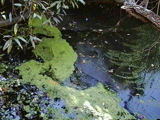 Florida Aquarium