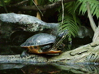 Florida Aquarium