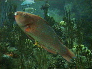 Florida Aquarium