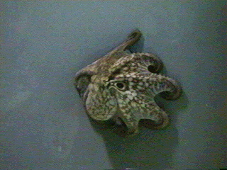 Florida Aquarium