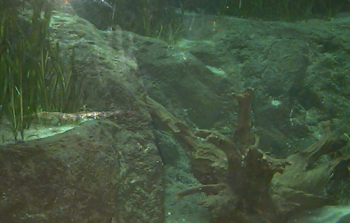 Underwater scene in the Florida Aquarium in Tampa Florida