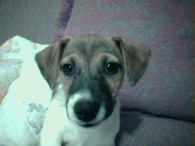 curious little Jack Russell named Fletcher